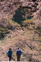 桜恋