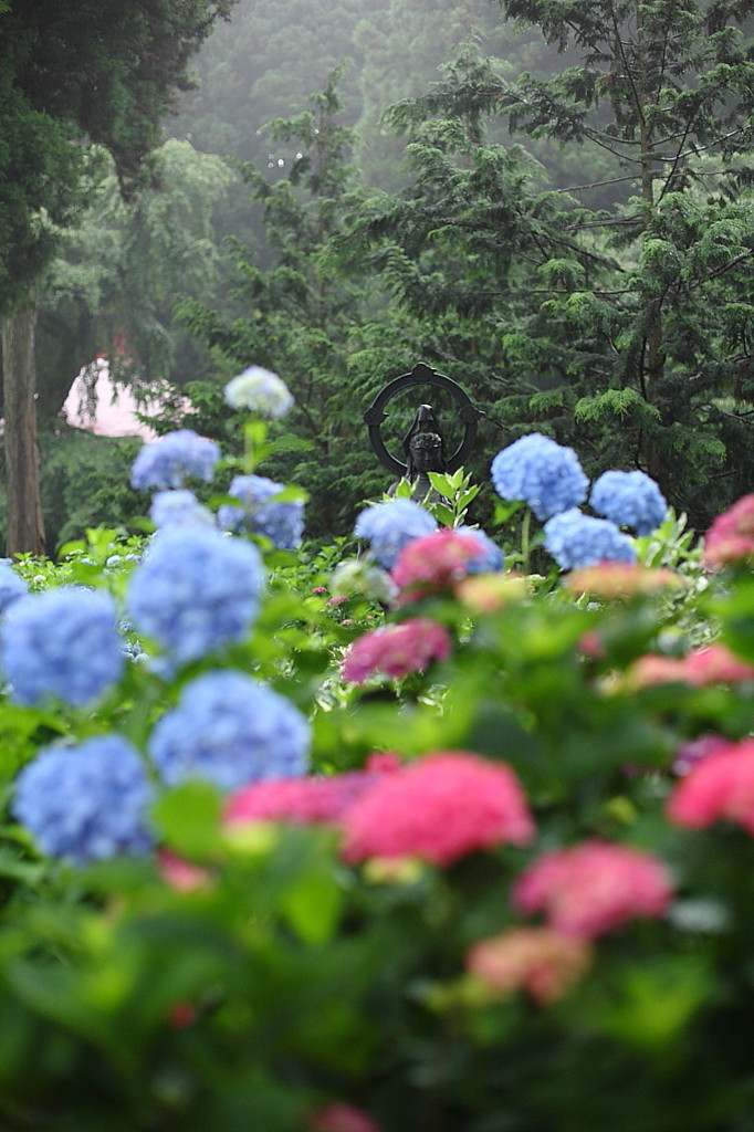紫陽花寺
