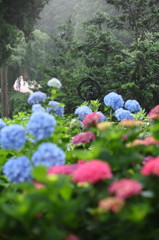 紫陽花寺