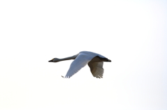 白鳥2010