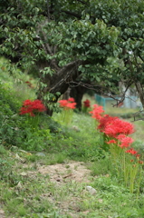 曼珠沙華の咲く道