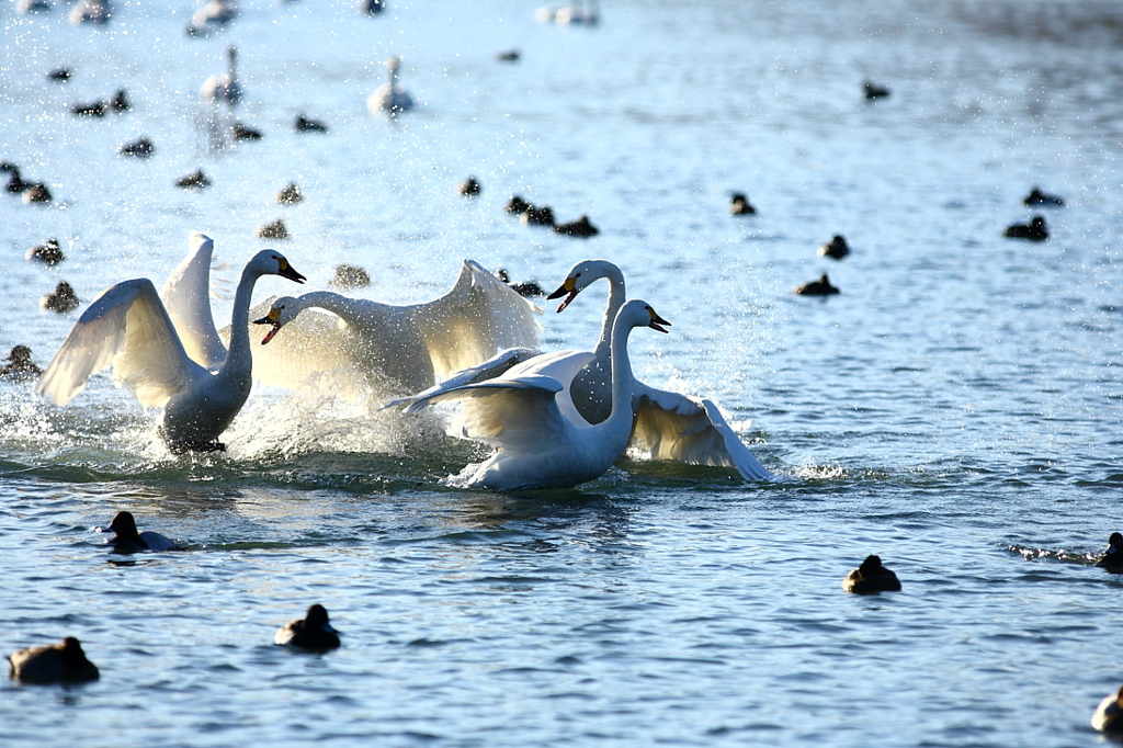 白鳥２０１０