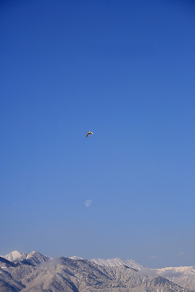 白鳥2010