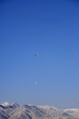 白鳥2010