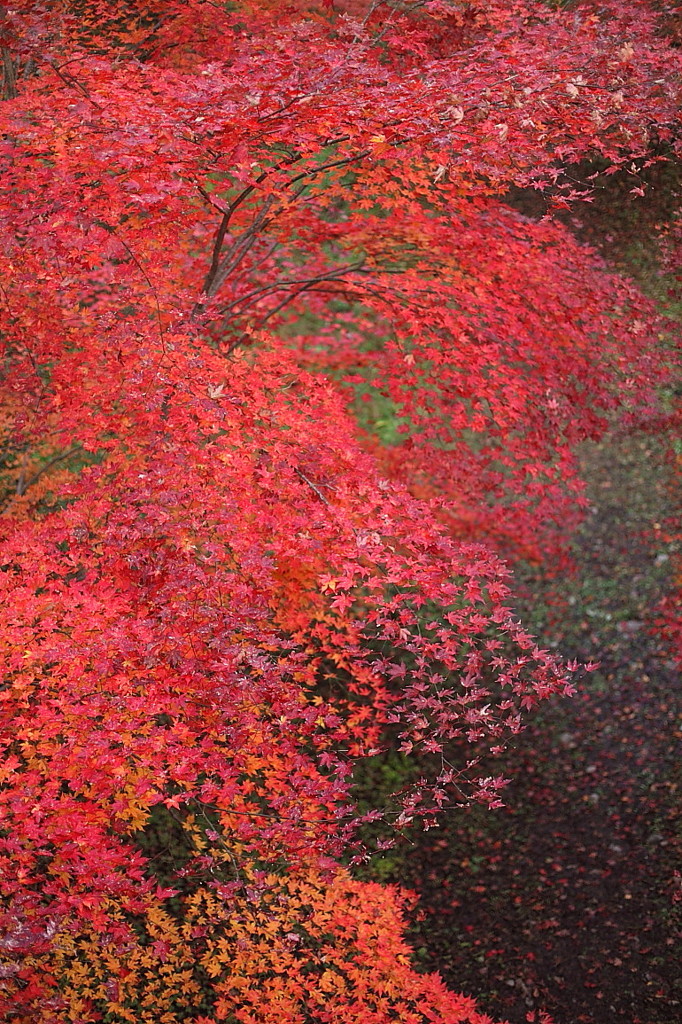 紅葉`10（高遠城址公園編）