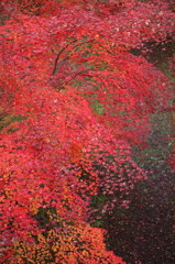 紅葉`10（高遠城址公園編）