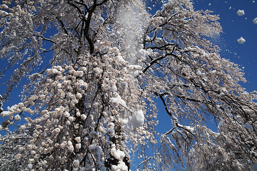 春雪枝垂れ桜