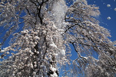 春雪枝垂れ桜