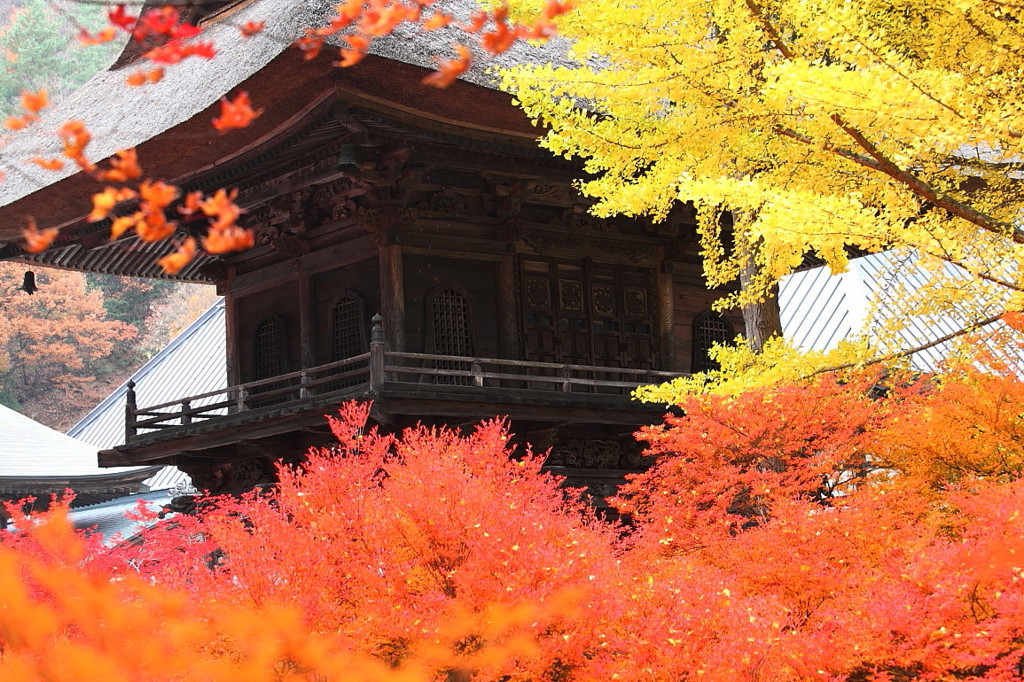 紅葉`10（霊松寺編）