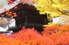 紅葉`10（霊松寺編）