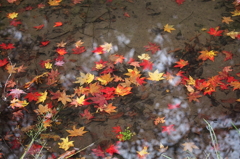 紅葉`10（高遠城址公園編）