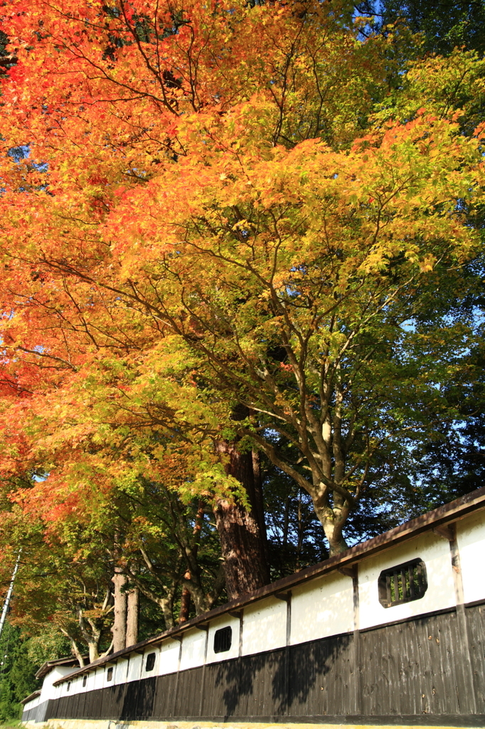 紅葉０９