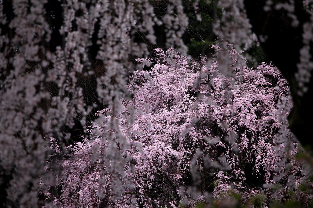 桜‘１１久遠寺編-4