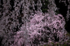 桜‘１１久遠寺編-4