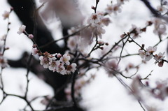 梅