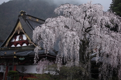 桜`11身延山久遠寺編ー３