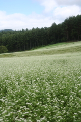 蕎麦畑
