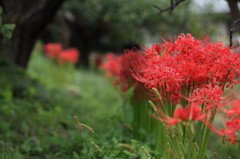 曼珠沙華の咲く道