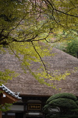 紅葉`10