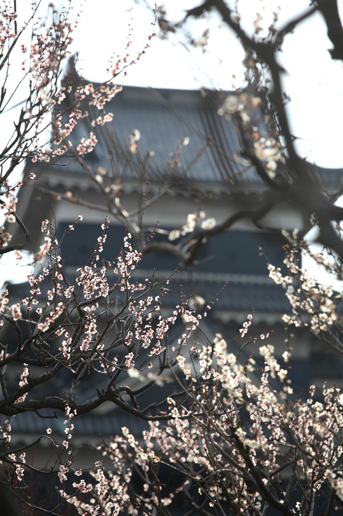 梅と城