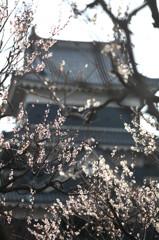 梅と城