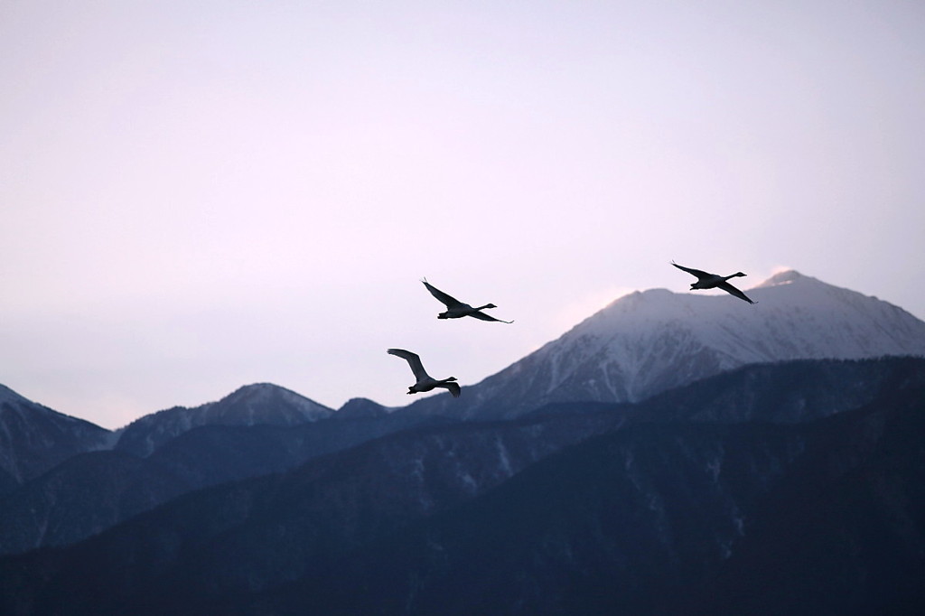 白鳥`11空とコラボ編