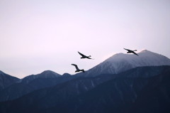 白鳥`11空とコラボ編