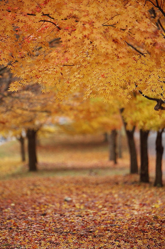 紅葉`10（もみじ湖編）