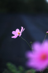 わさび田の花たち（秋編）
