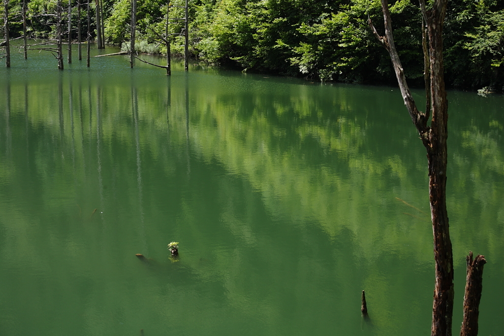 湖底の森