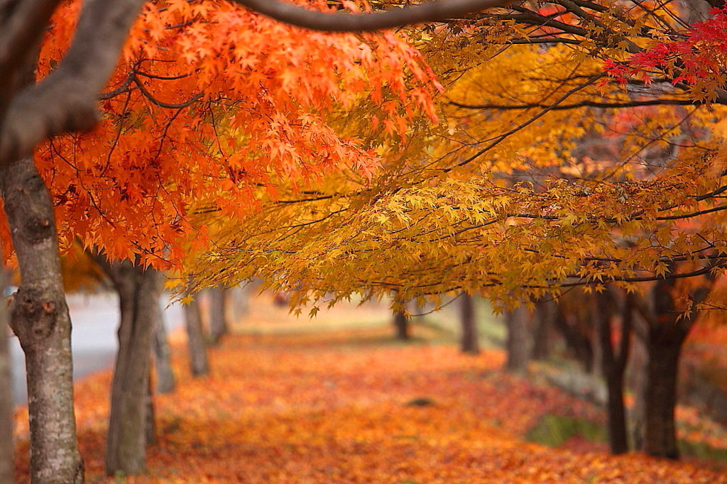 紅葉`10（もみじ湖編）