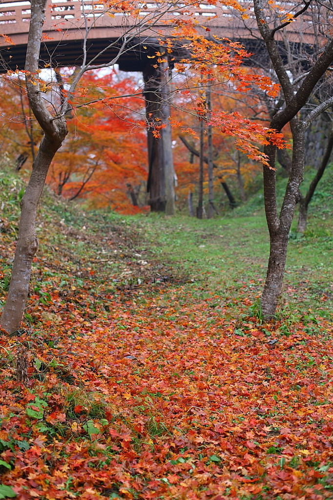 紅葉`10（高遠城址公園編）