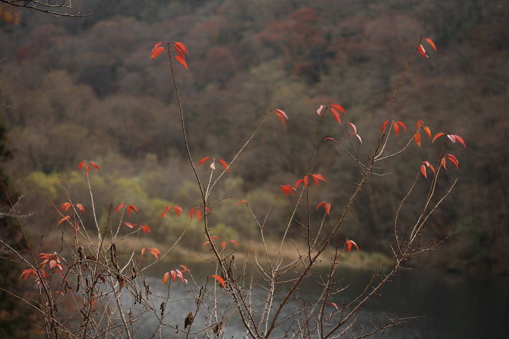 初冬の風景