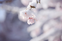 春雪桜