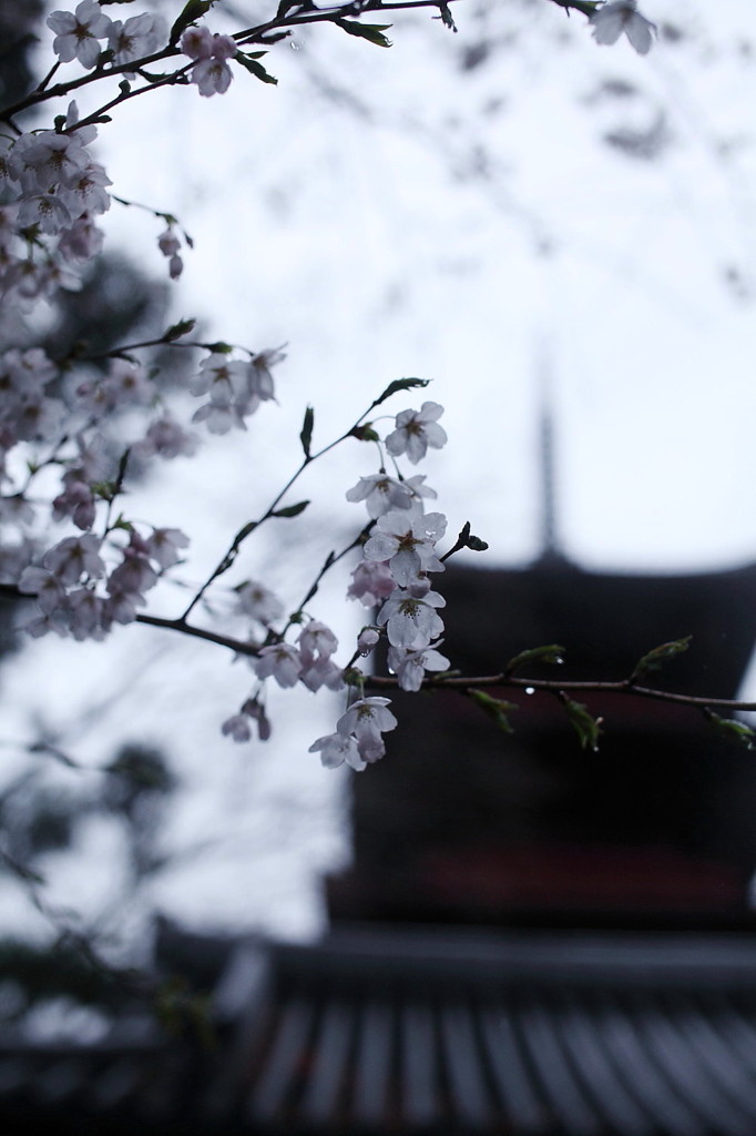 桜‘１１久遠寺編-5