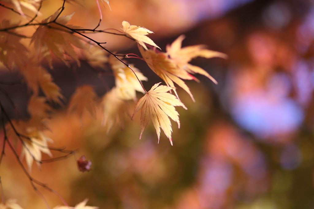 紅葉`10長福寺編