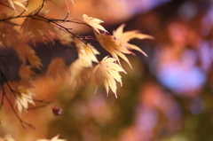 紅葉`10長福寺編