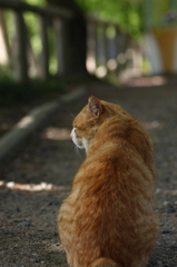 安曇野にゃんこ