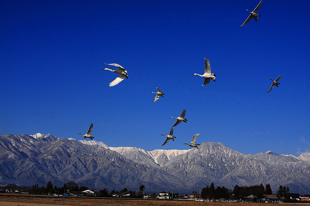 白鳥2010