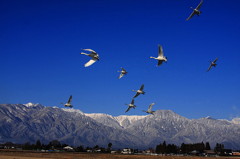 白鳥2010