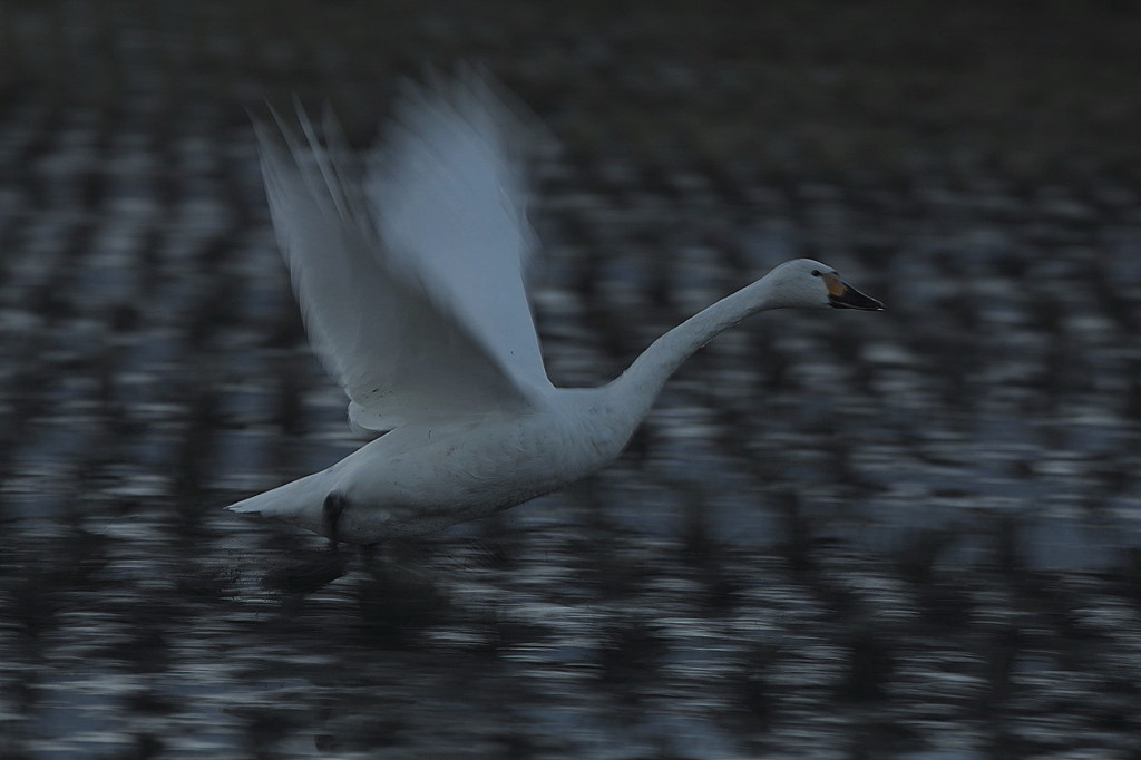 白鳥`11