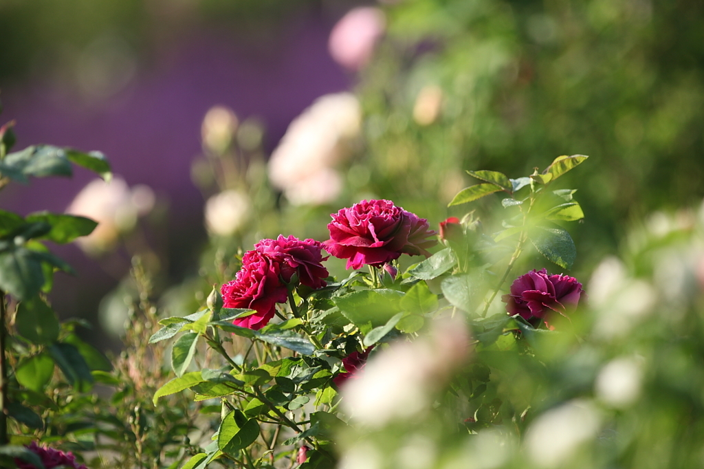 薔薇