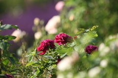 薔薇