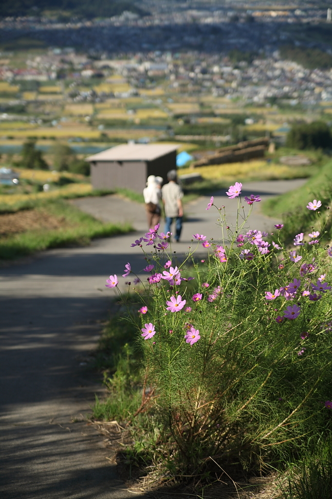 棚田歩けば（姨捨編）