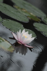 睡蓮
