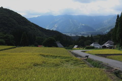 棚田歩けば