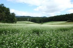 蕎麦畑