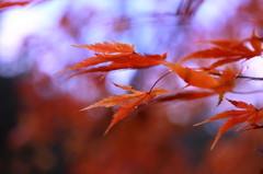 紅葉`10