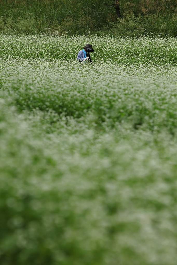 蕎麦畑