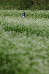 蕎麦畑